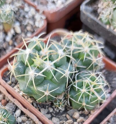 Coryphantha elephantidens