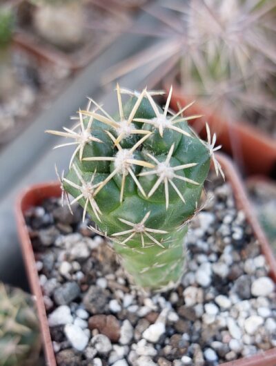 Coryphantha andrea