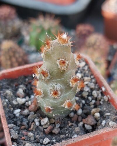 Tephrocactus molinensis cv. Red Glochids