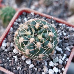 Gymnocalycium netrelianum