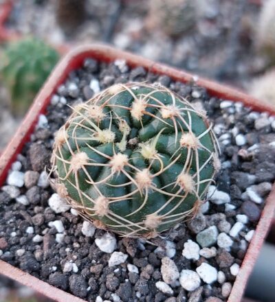 Gymnocalycium netrelianum