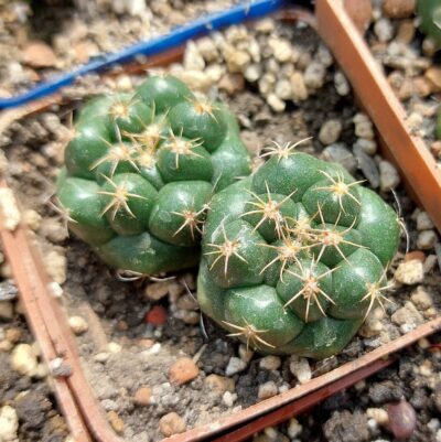 Coryphantha elephantidens