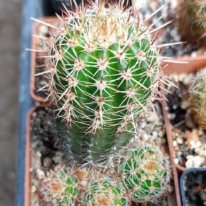 Lobivia aurea v.shaferi | 58