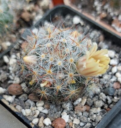 Mammillaria prolifera v.texana SB856