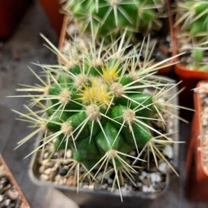 Echinocactus grusonii