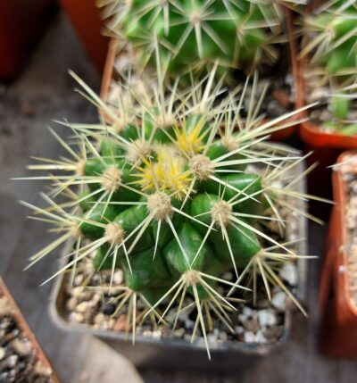 Echinocactus grusonii