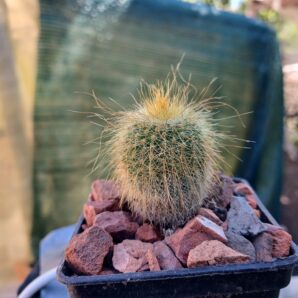 Eriocactus leninghausii