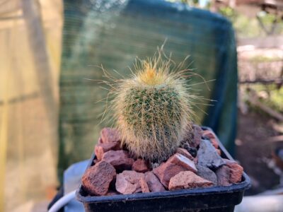 Eriocactus leninghausii