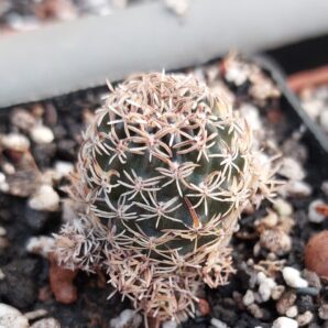 Lobivia hoffmaniana