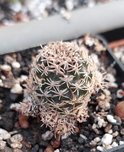 Lobivia hoffmaniana