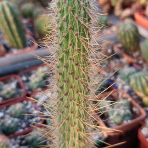 Cleistocactus smaragdiflorus