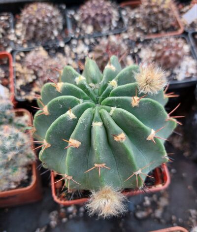 Echinopsis rojasii