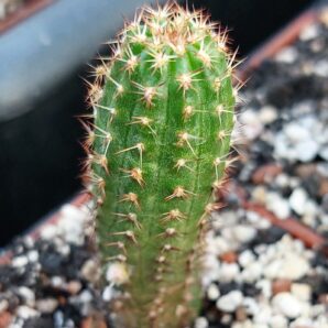 Chamaelobivia cv. "Violet" | 45