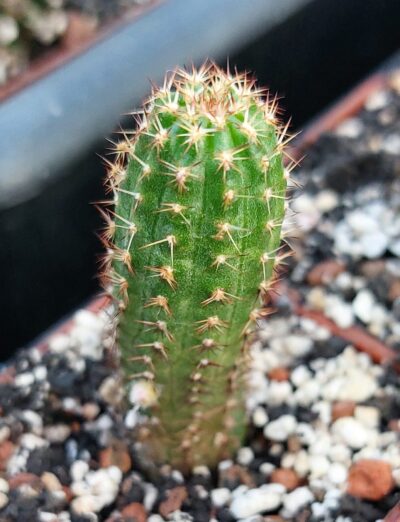 Chamaelobivia cv. "Violet"