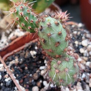Tephrocactus sphaericus