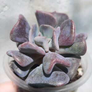 Echeveria Cubic frost