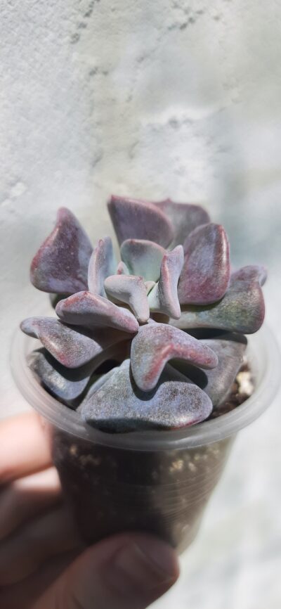 Echeveria Cubic frost