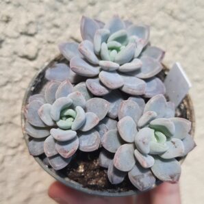 Pachyveria sheideckeri