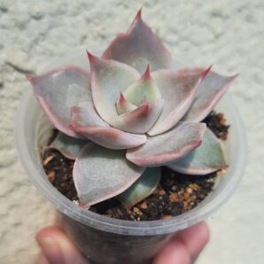 Echeveria Madiba
