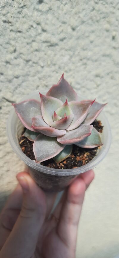 Echeveria Madiba