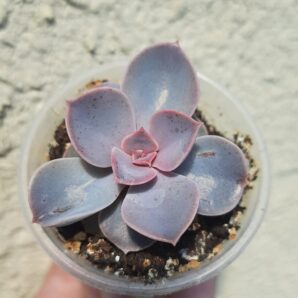 Echeveria Perle Von Nurnberg