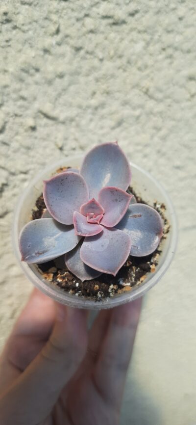 Echeveria Perle Von Nurnberg