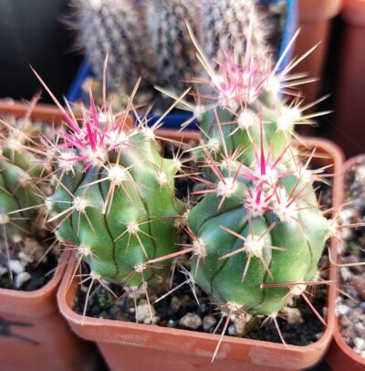 Ferocactus peninsulae PP1503