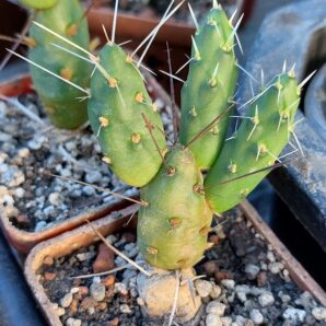 Maihueniopsis darwinii v.minimus KP68