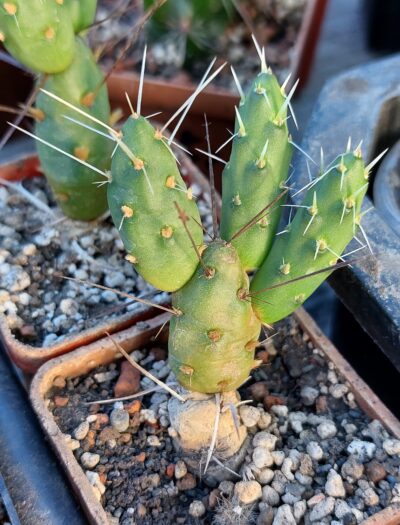 Maihueniopsis darwinii v.minimus KP68