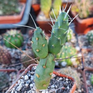 Maihueniopsis darwinii v.minimus KP68 | 56