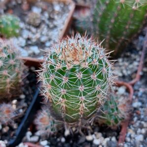 Lobivia aurea v.shaferi
