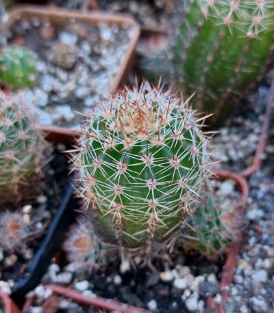 Lobivia aurea v.shaferi