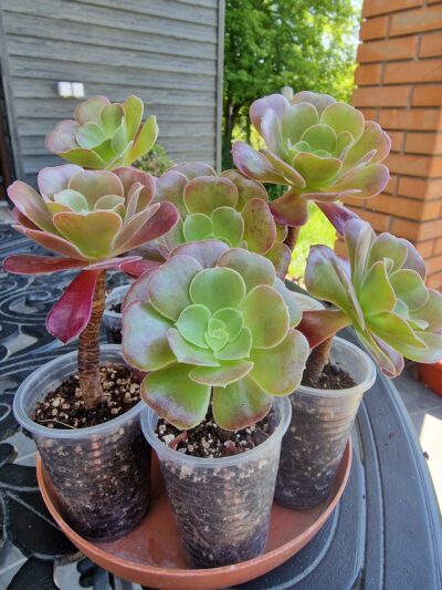 Aeonium Velour - Зображення 2