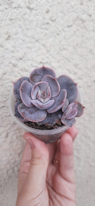 Echeveria Lilacina