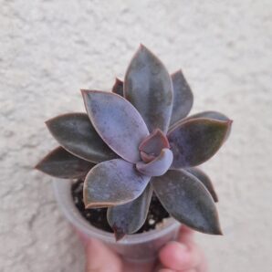 Graptoveria Fred Ives