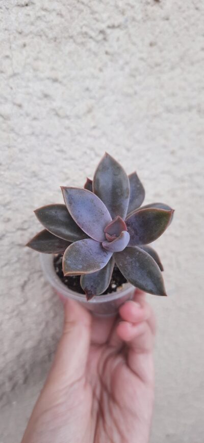 Graptoveria Fred Ives
