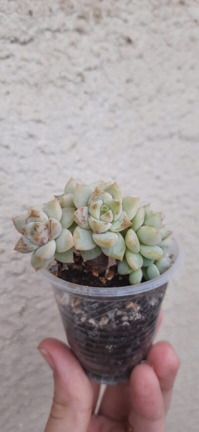 Echeveria derenbergii hybrid - Зображення 2