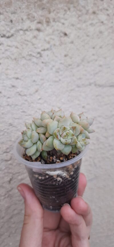 Echeveria derenbergii hybrid
