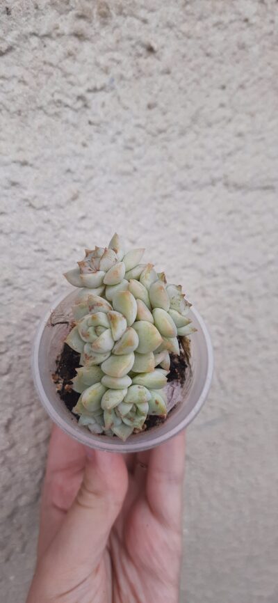 Echeveria derenbergii hybrid - Зображення 3