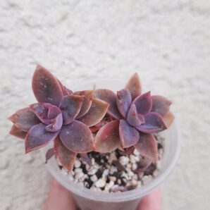 Graptoveria Fred Ives