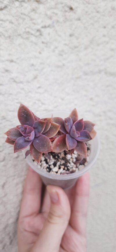 Graptoveria Fred Ives