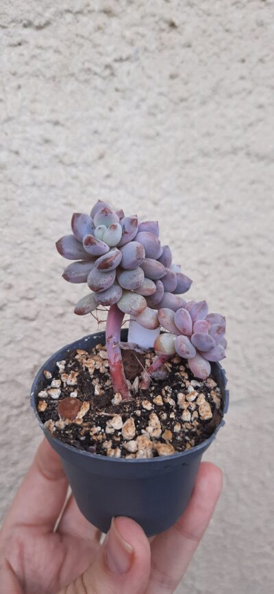 Echeveria Lovely pink - Зображення 2