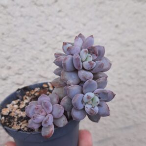 Echeveria Lovely pink