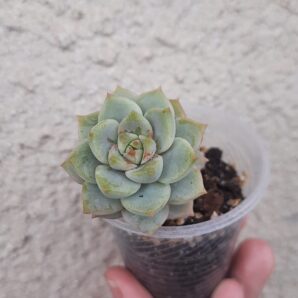Echeveria derenbergii hybrid
