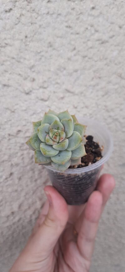 Echeveria derenbergii hybrid