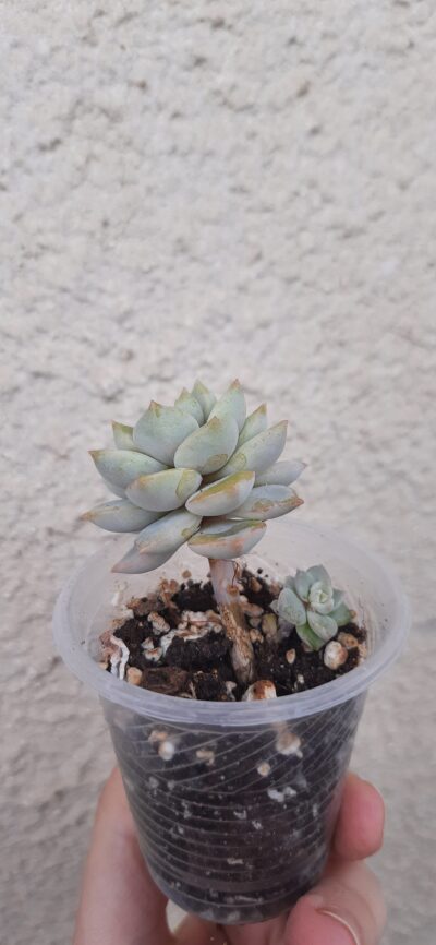 Echeveria derenbergii hybrid - Зображення 2