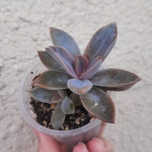 Graptoveria Fred Ives