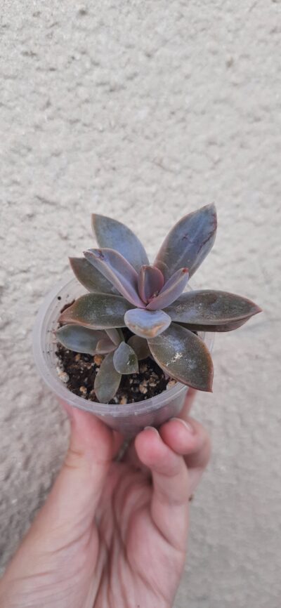 Graptoveria Fred Ives