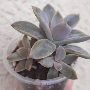 Graptoveria Fred Ives