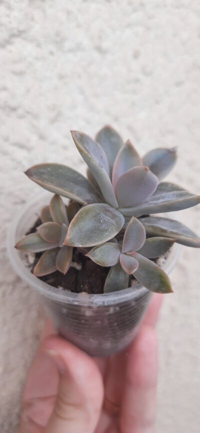 Graptoveria Fred Ives